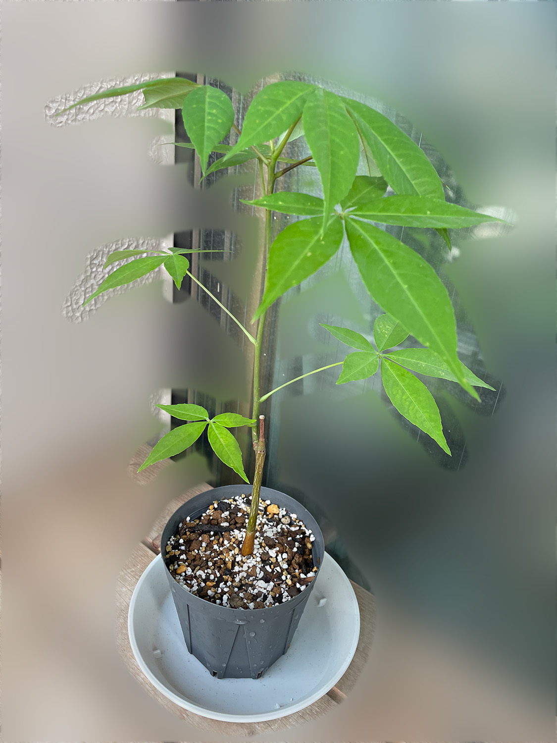 酔っ払いの木 トックリキワタ パラボラッチョ トゲトゲ 鑑賞樹木 塊根植物
